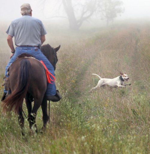 Colvin  Daviss rides his horse through a foggy field at the fields  as his English pointer bird dog Dutch works the fields at the Broomhill, Manitoba farm - See Bill Redekop 49.8 English pointer feature- Sept 01, 2015   (JOE BRYKSA / WINNIPEG FREE PRESS)
