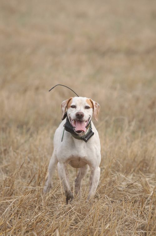 Colvin  Daviss English pointer bird dog Dutch takes a break after working the fields at the Broomhill, Manitoba farm - See Bill Redekop 49.8 English pointer feature- Sept 01, 2015   (JOE BRYKSA / WINNIPEG FREE PRESS)
