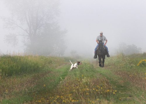Colvin Daviss English pointer bird dog Cooper works the foggy  fields at the Broomhill, Manitoba farm Home of the Broomhill bird dog field trials-  See Bill Redekop 49.8 English pointer feature- Sept 01, 2015   (JOE BRYKSA / WINNIPEG FREE PRESS)