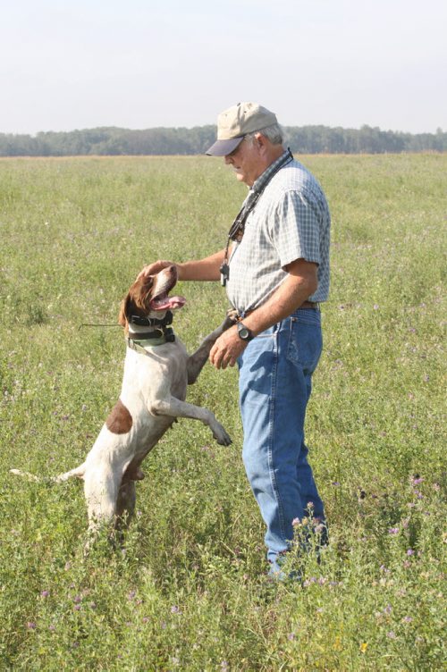 Colvin Daviss English pointer bird dog Cooper takes a break at the Broomhill, Manitoba farm Home of the Broomhill bird dog field trials-  See Bill Redekop 49.8 English pointer feature- Sept 01, 2015   (JOE BRYKSA / WINNIPEG FREE PRESS)