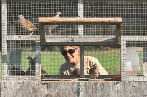 Colvin Daviss Mazie Davis releases quail to train pointer bird dogs on the farm at the Broomhill, Manitoba Home of the Broomhill bird dog field trials-  See Bill Redekop 49.8 English pointer feature- Sept 01, 2015   (JOE BRYKSA / WINNIPEG FREE PRESS)