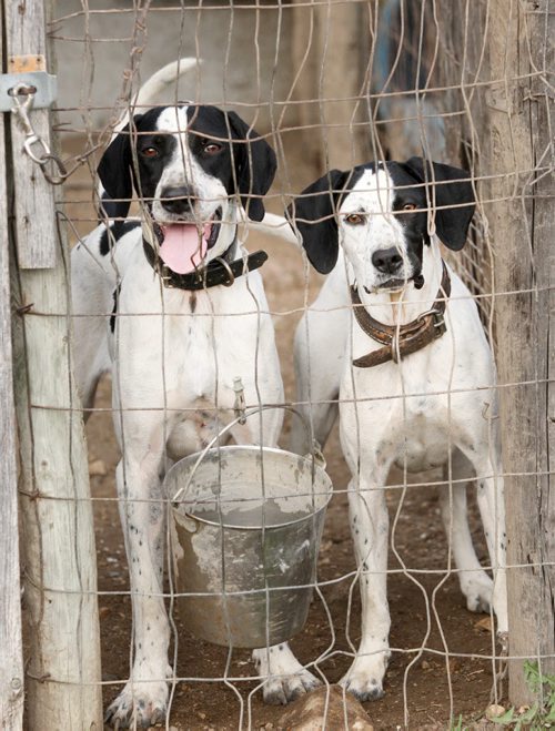 Two of Colvin Davis from Minter, Alabamas English pointers in pen at the Broomhill, Manitoba farm where he trains English setter bird dogs - See Bill Redekop 49.8 English pointer feature- Sept 01, 2015   (JOE BRYKSA / WINNIPEG FREE PRESS)