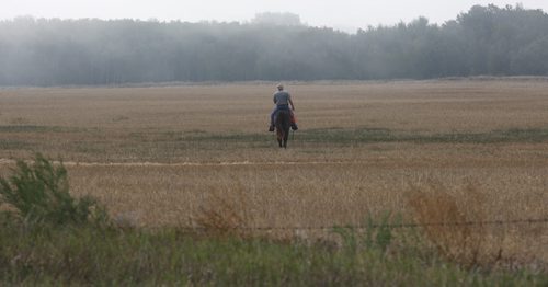 Colvin Davis from Minter, Alabamas  heads out in the fields of  Broomhill, Manitoba farm where he trains English setter bird dogs - See Bill Redekop 49.8 English pointer feature- Sept 01, 2015   (JOE BRYKSA / WINNIPEG FREE PRESS)