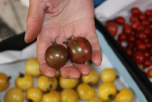 Eva Pip's heritage tomatoes. - Purple Bumblebee tomatoes  Bill Redekop / Winnipeg Free Press 2015