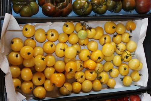 Eva Pip's heritage tomatoes. - Great White tomatoes  Bill Redekop / Winnipeg Free Press 2015