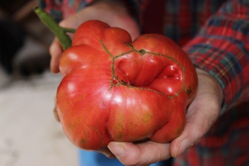 Eva Pip's heritage tomatoes. - Caspian Pink tomato.  Bill Redekop / Winnipeg Free Press 2015