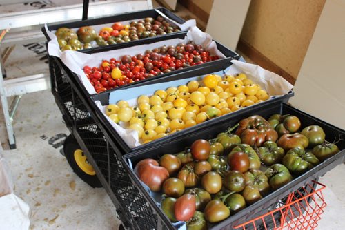 Eva Pip's heritage tomatoes.  Bill Redekop / Winnipeg Free Press 2015