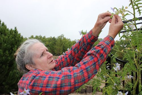 Eva Pip's heritage tomatoes. Eva Pip picks a tiny tomato from an original wild tomato plant from Central and South America, where tomatoes began.   Bill Redekop / Winnipeg Free Press 2015