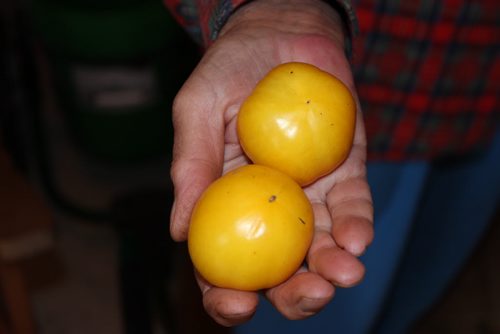 Eva Pip's heritage tomatoes. - Olga's Round Yellow Chicken Eggs tomatoes.   Bill Redekop / Winnipeg Free Press 2015
