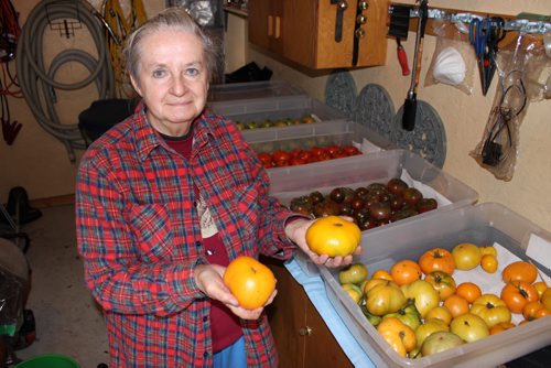 Eva Pip's heritage tomatoes. Eva Pip holds up two yellow, low-acid heritage tomatoes from her garden.   Bill Redekop / Winnipeg Free Press 2015