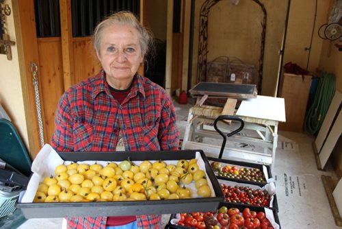 Eva Pip's heritage tomatoes. Eva Pip holds up produce from a single Great White tomato plant.  Bill Redekop / Winnipeg Free Press 2015