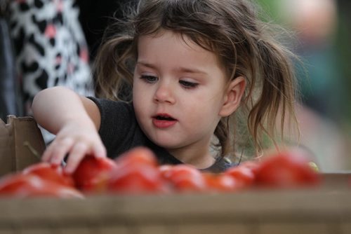 Three-year-old Deliah de Vries helps her mom pick out farm fresh tomatoes at the Wolsely Farmers Market Thursday afternoon.    Sept 17, 2015 Ruth Bonneville / Winnipeg Free Press