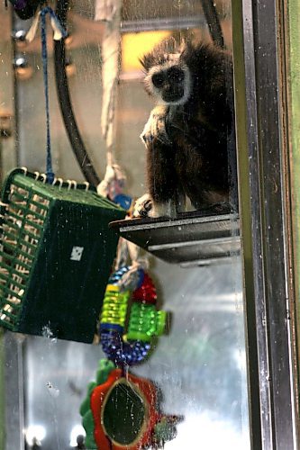 BORIS MINKEVICH / WINNIPEG FREE PRESS  071224 Xmas time at the zoo. Animals with their gifts.