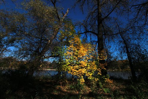 A patch of sunlight blazes in fall foliage beside the Red River at Kildonan Park.  September 29, 2015 - (PHIL HOSSACK / WINNIPEG FREE PRESS)