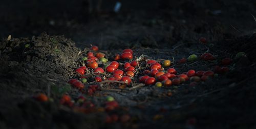 PHOTO PAGE-FAll gardens......Shot at the RiverView Garden Society's plots along Churchill Drive. left over tomatoes wait in the plot to be tilled in as compost for next years crop..... October1, 2015 - (PHIL HOSSACK / WINNIPEG FREE PRESS)