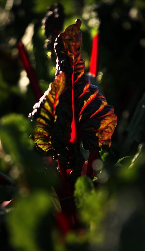 PHOTO PAGE-FAll gardens......Shot at the RiverView Garden Society's plots along Churchill Drive. SUnlight sifts through a late leaf of Swiss Char..... October1, 2015 - (PHIL HOSSACK / WINNIPEG FREE PRESS)