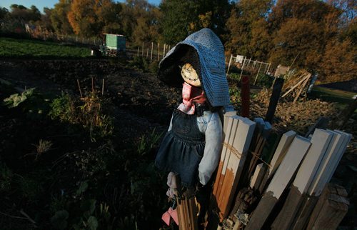 PHOTO PAGE-FAll gardens......Shot at the RiverView Garden Society's plots along Churchill Drive. A ragity Ann Scarecrow leans on garden stakes after a summer of scaring birds..... October1, 2015 - (PHIL HOSSACK / WINNIPEG FREE PRESS)