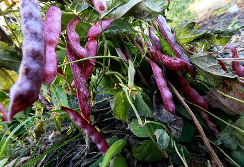PHOTO PAGE-FAll gardens......Shot at the RiverView Garden Society's plots along Churchill Drive. beans ripen purple on the vine..... October1, 2015 - (PHIL HOSSACK / WINNIPEG FREE PRESS)
