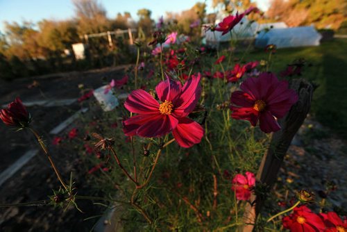 PHOTO PAGE-FAll gardens......Shot at the RiverView Garden Society's plots along Churchill Drive. blossoms show a brave face against a looming winter.... October1, 2015 - (PHIL HOSSACK / WINNIPEG FREE PRESS)