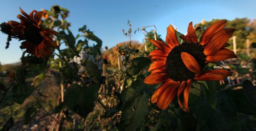 PHOTO PAGE-FAll gardens......Shot at the RiverView Garden Society's plots along Churchill Drive. Sunflower blossoms show a brave face against a looming winter.... October1, 2015 - (PHIL HOSSACK / WINNIPEG FREE PRESS)