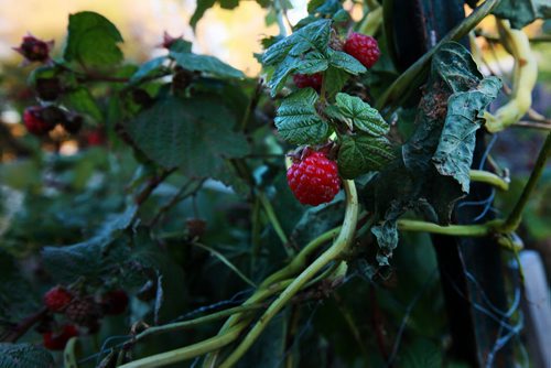 PHOTO PAGE-FAll gardens......Shot at the RiverView Garden Society's plots along Churchill Drive. late ripening raspberries wait.... October1, 2015 - (PHIL HOSSACK / WINNIPEG FREE PRESS)