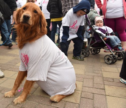 DAVID LIPNOWSKI / WINNIPEG FREE PRESS 151004  Wilfred the Golden Retriever was among participants during the 2015 CIBC Run for the Cure - breast cancer run at Shaw Park Sunday October 4, 2015.