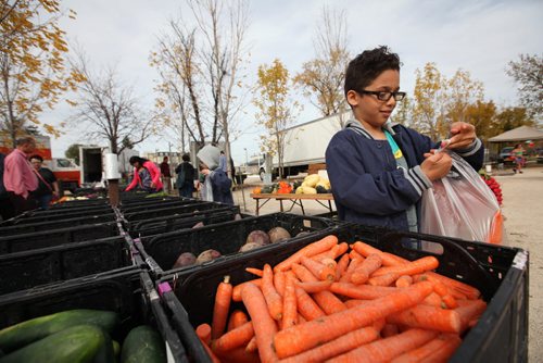 Youcef Mestour (front, right) and his little brother Adam were excited to bag some vegetables for their mom while attending the St. Norbert Farmers Market for the first time Saturday.   Oct 10, 2015 Ruth Bonneville / Winnipeg Free Press