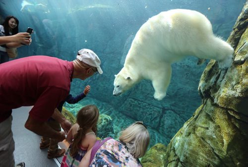 Mark and Deborah Leininger with their granddaughter, Charlie Tyson, 4, all from Grand Forks, in the Journey to Churchill exhibit at the Assiniboine Park Zoo, Sunday, October 11, 2015. (TREVOR HAGAN / WINNIPEG FREE PRESS)