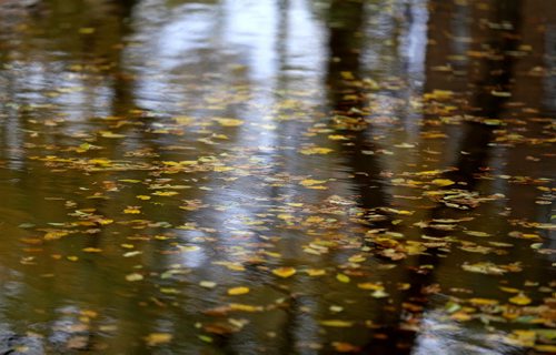 Leaves in a large puddle on Assiniboine Avenue, Monday, October 12, 2015. (TREVOR HAGAN/WINNIPEG FREE PRESS) for carol sanders story