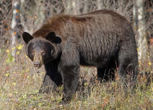 Near Grand Rapids Manitoba- A large black bear on Hyw 60 near Grand Rapids, Manitoba Tuesday -See Mike McIntyre story-Oct 13, 2015