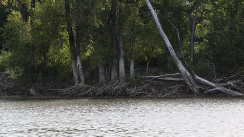 Riverbank erosion has affected a large number of trees along the Red River. 150919 - Saturday, September 19, 2015 -  MIKE DEAL / WINNIPEG FREE PRESS