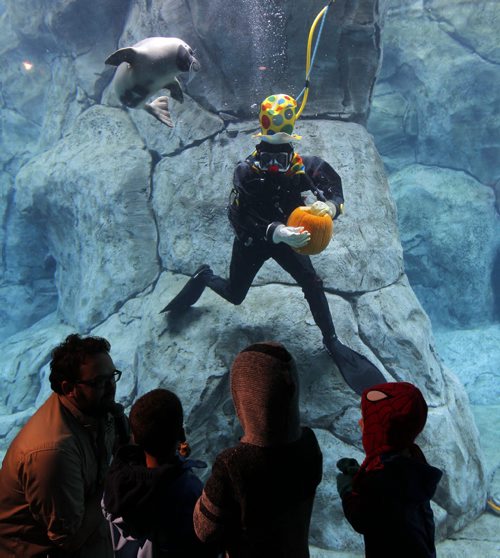 Diver and zoo's aquatic operations supervisor Matt Bacon carved a halloween pumpkin in the tank with some harbour seals. This is one of the many activities that are taking place as a part of Zoos Halloween Spooktacular in honour of Bat Appreciation Month. There will be a carving tomorrow at 1pm as well. BORIS MINKEVICH / WINNIPEG FREE PRESS  OCT 30, 2015