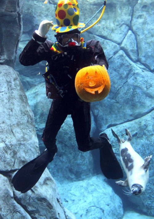 Diver and zoo's aquatic operations supervisor Matt Bacon carved a halloween pumpkin in the tank with some harbour seals. This is one of the many activities that are taking place as a part of Zoos Halloween Spooktacular in honour of Bat Appreciation Month. There will be a carving tomorrow at 1pm as well. BORIS MINKEVICH / WINNIPEG FREE PRESS  OCT 30, 2015