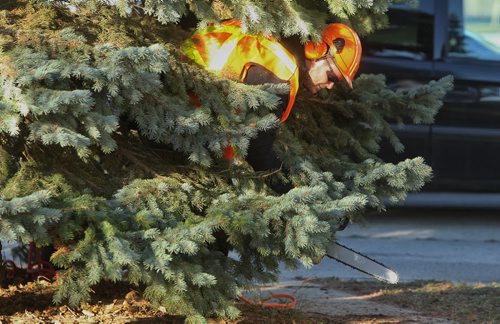 Crews work to cut and load Ron Gerth's 40-foot Colorado Blue Spruce from the front yard of his home on Doubleday Drive before being brought to City Hall as Winnipeg's Christmas Tree.  151108 November 08, 2015 MIKE DEAL / WINNIPEG FREE PRESS