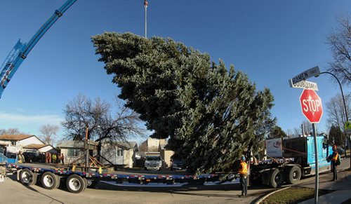 Crews work to cut and load Ron Gerth's 40-foot Colorado Blue Spruce from the front yard of his home on Doubleday Drive before being brought to City Hall as Winnipeg's Christmas Tree.  151108 November 08, 2015 MIKE DEAL / WINNIPEG FREE PRESS