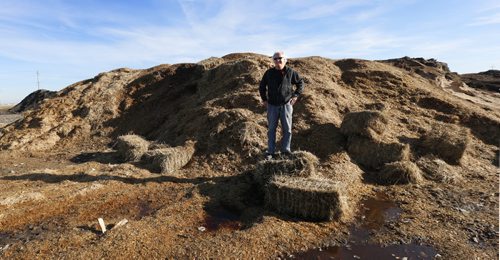 Lenn Samborski, co-owner of Samborski Environmental Ltd. with windrows of composting material at their site along Brady Rd.   Aldo Santin story.  Wayne Glowacki / Winnipeg Free Press Nov. 9   2015