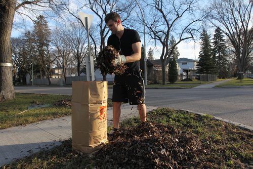 Kevin Humphreys wears his shorts and t-shirt while raking leaves on Saturday afternoon in balmy late fall weather,   Standup photo  Nov 14, 2015 Ruth Bonneville / Winnipeg Free Press