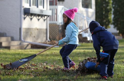 Four-year-old Priya Cabigting and her older brother Prabh - 7yrs, help their dad rake leaves in River Heights on Saturday afternoon in balmy late fall weather,   Standup photo  Nov 14, 2015 Ruth Bonneville / Winnipeg Free Press