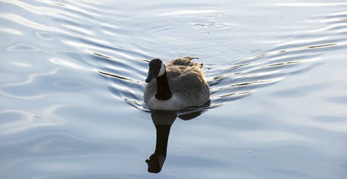 DAVID LIPNOWSKI / WINNIPEG FREE PRESS 151114  Canada Geese enjoy unseasonably warm November weather at Assiniboine Park Saturday November 14, 2015.