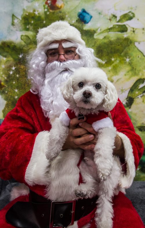 Boomer the 6-year-old bichon has his photo taken with Santa at Global Pet Foods on St. Mary's Sunday afternoon. 151115 - Sunday, November 15, 2015 -  MIKE DEAL / WINNIPEG FREE PRESS