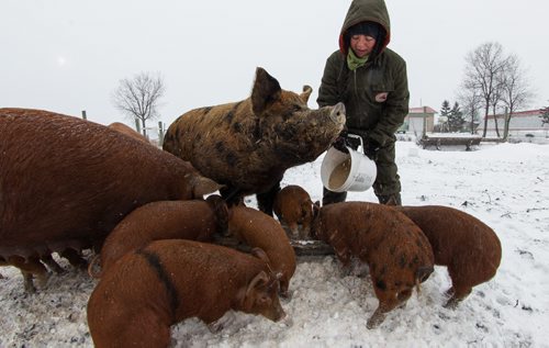 Danielle Mondor, FortWhyte Farms Manager, feeds the Tamworth pigs Thursday. Mark your calendar for the upcoming FortWhyte Alive Holiday Shopping Event on Dec. 5-6.  151119 - Thursday, November 19, 2015 -  MIKE DEAL / WINNIPEG FREE PRESS