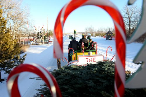 49.8 PHOTO PAGE - Windrift Christmas Tree Farm. Christmas kicks into high gear this week and Windrift Christmas Tree Farm, 3 Miles East of Tyndall on Hwy.#44  preps for the season.  Workers put up large candy cane's, load, prep and cut trees and get sleighs ready trees and riders.  The tree farm offers patrons the opportunity to choose and cut or to select pre cut Balsam, white spruce and scotch pine in their indoor barn.  Concessions, picnic tables and fire pits are also available for use.    Attached is link to other Christmas tree farms in Manitoba. http://www.realchristmastrees.mb.ca/list-of-farms.html  Dec 01, 2015 Ruth Bonneville / Winnipeg Free Press