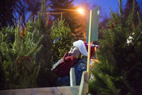 Sarah Katiniaris sizes up a tree for a customer at the 67th Winnipeg Scouts Christmas Tree Sale in River Heights in Winnipeg on Thursday, Dec. 3, 2015.   (Mikaela MacKenzie/Winnipeg Free Press)