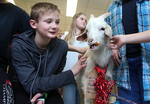 Ian Clark, a middle school student at Linden Christian School, pets "Eddy" a goat  from Keystone farms, while he munches on an orange peel on his visit to the school Tuesday.  Eddy was part of a student-led fundraising campaign to raise enough money to buy several goats, chickens, pigs as well as other supplies from the World Vision Christmas catalogue this year for poor families in 3rd world countries.  Goats, the size of Eddy, cost $100 dollars and provide enough milk for a family to use and sell for other needed supples.   Last year the students raised  $15, 000 dollars and bought several goats as well as other gifts for poor communities in 3rd world countries.   Standup photo  Dec 08, 2015 Ruth Bonneville / Winnipeg Free Press