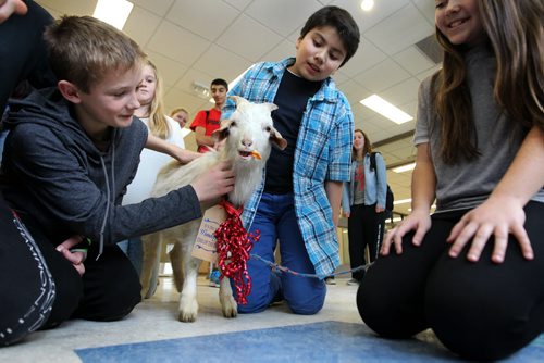 Ian Clark (left), Simon Mar and Emma Anderson, middle school students from Linden Christian School, pet "Eddy" a goat  from Keystone farms, while he munches on an orange peel on his visit to the school Tuesday.  Eddy was part of a student-led fundraising campaign to raise enough money to buy several goats, chickens, pigs as well as other supplies from the World Vision Christmas catalogue this year for poor families in 3rd world countries.  Goats, the size of Eddy, cost $100 dollars and provide enough milk for a family to use and sell for other needed supples.   Last year the students raised  $15, 000 dollars and bought several goats as well as other gifts for poor communities in 3rd world countries.   Standup photo  Dec 08, 2015 Ruth Bonneville / Winnipeg Free Press