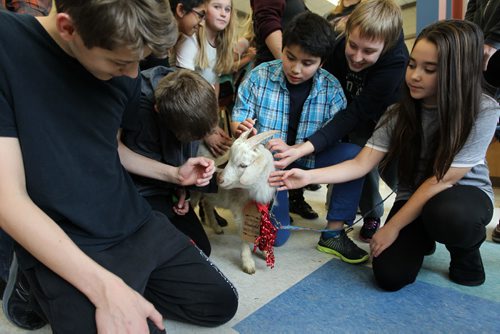 Middle school students from Linden Christian School, pet "Eddy" a goat  from Keystone farms, while on his visit to the school Tuesday.  Eddy was part of a student-led fundraising campaign to raise enough money to buy several goats, chickens, pigs as well as other supplies from the World Vision Christmas catalogue this year for poor families in 3rd world countries.  Goats, the size of Eddy, cost $100 dollars and provide enough milk for a family to use and sell for other needed supples.   Last year the students raised  $15, 000 dollars and bought several goats as well as other gifts for poor communities in 3rd world countries.   Standup photo  Dec 08, 2015 Ruth Bonneville / Winnipeg Free Press