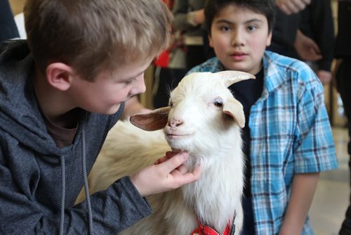 Ian Clark, a middle school student at Linden Christian School, pets "Eddy" a goat  from Keystone farms at his school Tuesday.  Eddy was part of a student-led fundraising campaign to raise enough money to buy several goats, chickens, pigs as well as other supplies from the World Vision Christmas catalogue this year for poor families in 3rd world countries.  Goats, the size of Eddy, cost $100 dollars and provide enough milk for a family to use and sell for other needed supples.   Last year the students raised  $15, 000 dollars and bought several goats as well as other gifts for poor communities in 3rd world countries.   Standup photo  Dec 08, 2015 Ruth Bonneville / Winnipeg Free Press