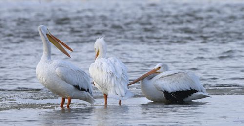 The three remaining American White Pelicans including one at right that appears to be injured just north of the  St. Andrews Lock and Dam in Lockport Mb.. Wayne Glowacki / Winnipeg Free Press Dec. 8  2015