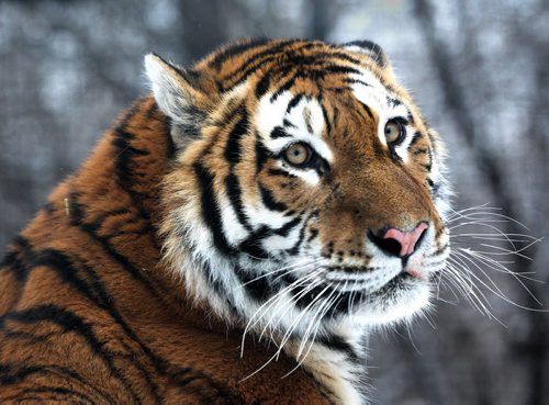 Volga, a two-year-old female Amur Tiger from Granby Zoo in Quebec makes her public debut in the tiger habitat at the Assiniboine Park Zoo Thursday morning.  Standup photo   Dec 10, 2015 Ruth Bonneville / Winnipeg Free Press