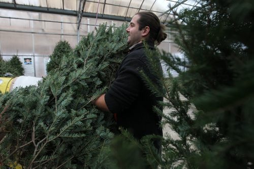 John Leperre, Outdoor Sales Manager at Shelmerdine's shakes out loose needles from realTrees at Shelmerdines. See Real vs Fake Christmas Tree, Erin Lebar story. Dec 10, 2015 Ruth Bonneville / Winnipeg Free Press